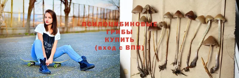 Псилоцибиновые грибы Psilocybe  Саранск 